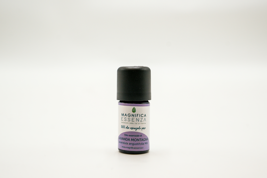 Lavanda di montagna - Lavandula angustifolia Mill.