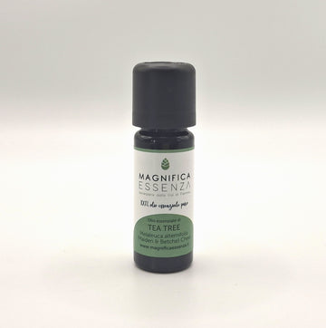 Tea Tree - Malaleuca alternifolia (Maiden & Betche) Cheel