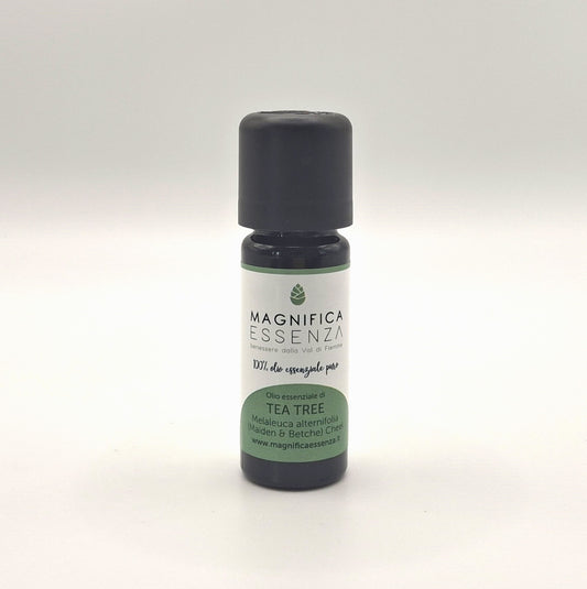 Tea Tree - Malaleuca alternifolia (Maiden & Betche) Cheel
